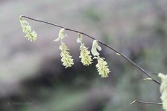 Corylopsis himalayana